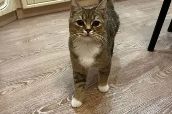 Пропала кошка, Октябрьская 21, Электросталь