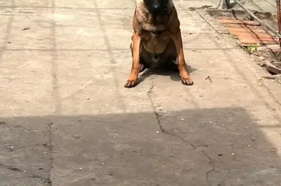 Пропала собака, ул. Коминтерна, Светлоград