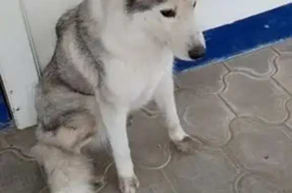 Найдена собака, Полтавская, фото: Собака найдена: Народная ул., 2, Полтавская