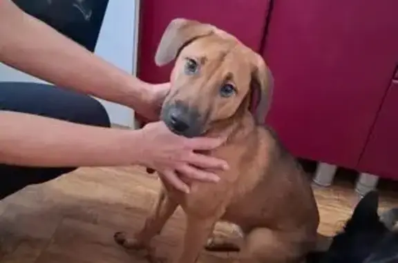 Найдена собака, Кемерово, фото: Найдена собака, ул. Леонова 19, Кемерово