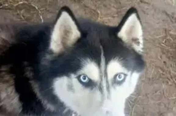 Пропала хаски, Тихвинка, Тульская обл.