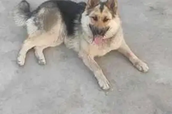 Пропала овчарка, ул. 4-я Дальневосточная, 11