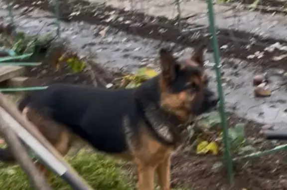 Собаки потеряшки, Ростовцево, фото: Потеряшка собака в Ростовцево, МО