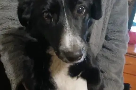 Найдена собака, Чита, фото: Чита: найдена черно-белая собака