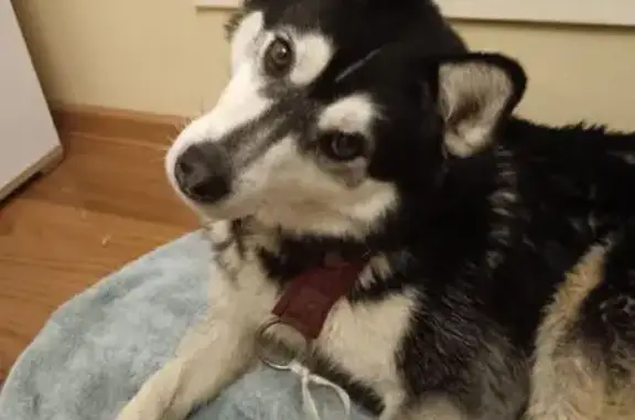 Найдена собака, район Внуково, фото: Хаски найден в Кокошкино, ул. Школьная 6