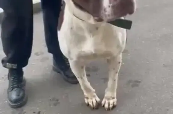 Пропала собака, ул. Ярошенко, Н. Новгород