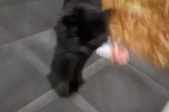 Найдена кошка, Щёлково, фото: Кошка найдена, Полевая 4А, Щёлково