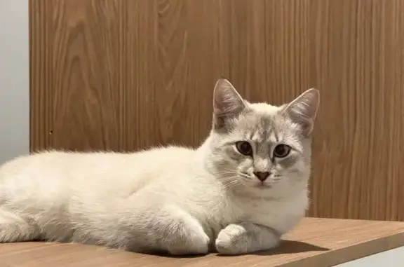 Пропал кот, Берёзовая ул. 29, Астрахань