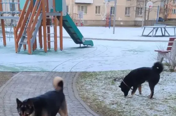 Найдена собака, Шушары, фото: Найдены два кобеля, Колпинское шоссе, 59