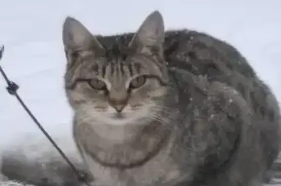 Найдена кошка, Ижевск, фото: Серая кошка найдена: Северный пер., Ижевск