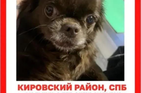 Пропала чихуахуа, пл. Стачек, СПб