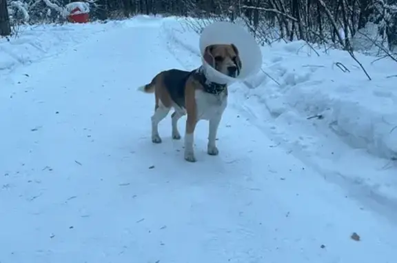 Найдена собака, Кемерово, фото: Бигль найден в бору, ул. Волкова, Кемерово
