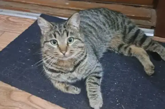 Найдена кошка, Ярославль, фото: Найдена кошка, Мельничная 71Б, Ярославль