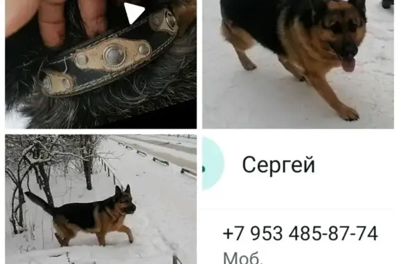 Найдена собака, Казань, фото: Найдена овчарка, пр. Победы 58, Казань