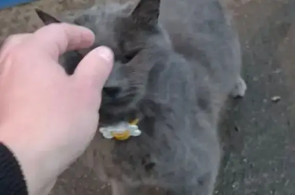 Найдена кошка, Мытищи, фото: Кошка найдена: Мытищи, пр. 4530, д. 1