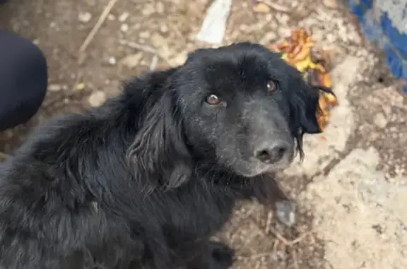Найдена собака, Оренбург, фото: Собака найдена: Оренбург, Центр. 5