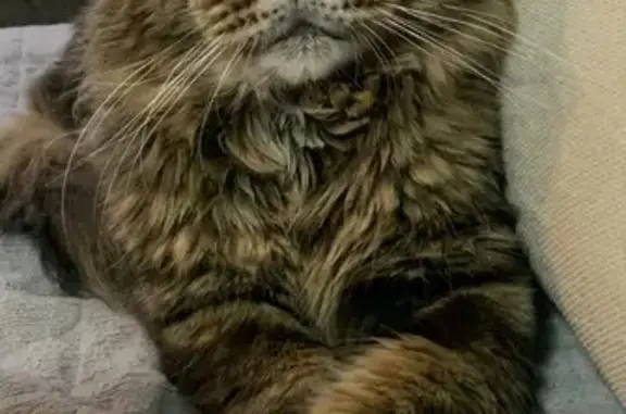 Пропала черепаховая кошка, Агатовая 52