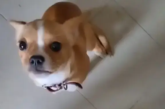 Найдена собака, Ессентуки, фото: Собака найдена у храма, Ессентуки.