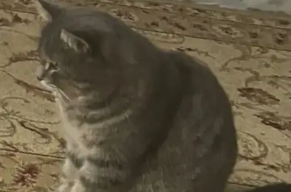 Пропала кошка, бульвар Пустошкина, Краснодар