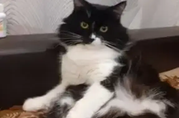 Пропала кошка, Центральная ул., Самара