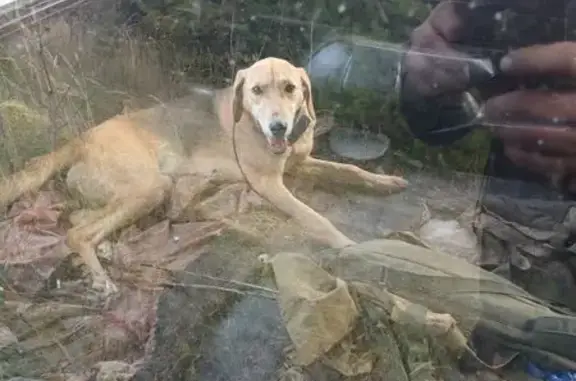 Пропала собака: М7, Ченцы, Ивановское СП