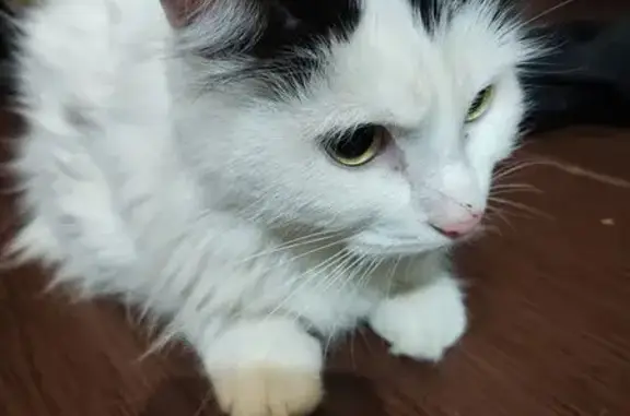 Найдена кошка, Берёзовский, фото: Найдена кошка, Восточная ул. 9, Берёзовский
