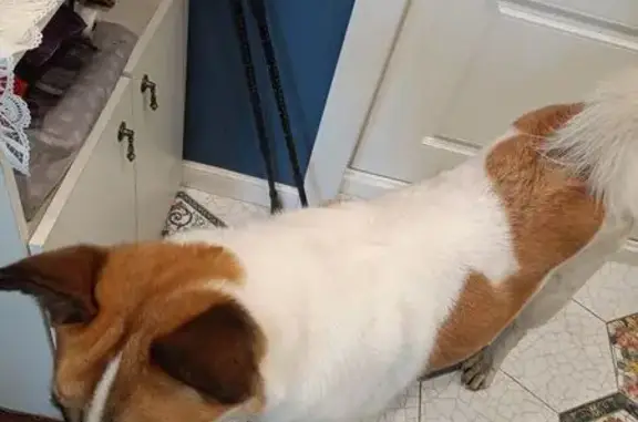 Найдена собака, Мурино, фото: Собака найдена: Графская ул. 13, Мурино