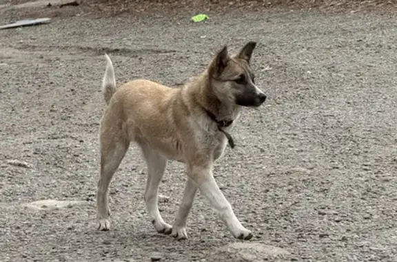 Найдена собака, Абакан, фото: Найдена собака ул. Дзержинского, 181