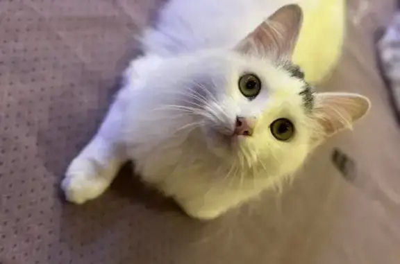 Найдена кошка, Анапа, фото: Ласковая кошка найдена: Северная 10, Анапа