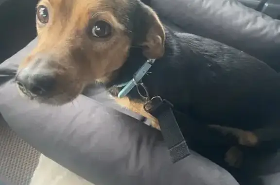 Найдена собака, Самара, фото: Собака найдена на Черемшанской, 197А