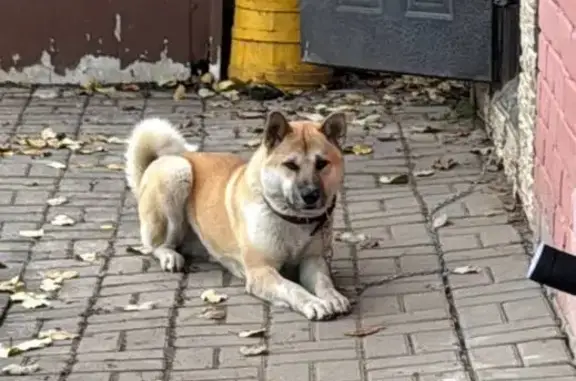 Пропала собака, Лежневская ул. 55, Иваново