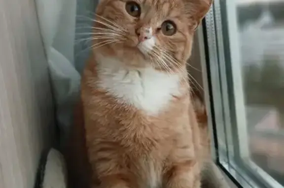 Пропала кошка, ул. Белы Куна, 13 к4