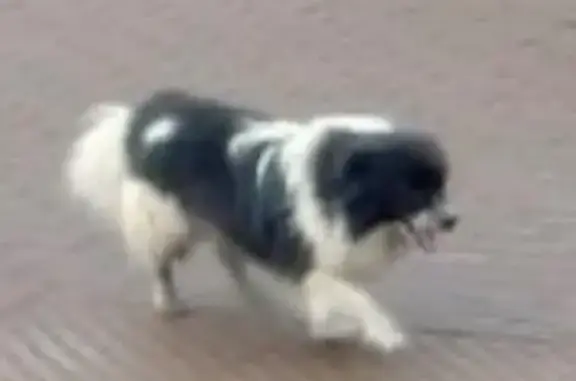 Найдена собака, Немчиновка, фото: Собака найдена: 2-й просек, Немчиновка