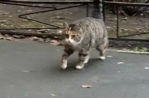 Объявления о пропавших и найденных животных, Санкт-Петербург, фото: Трехцветная кошка найдена на пр. Наставников