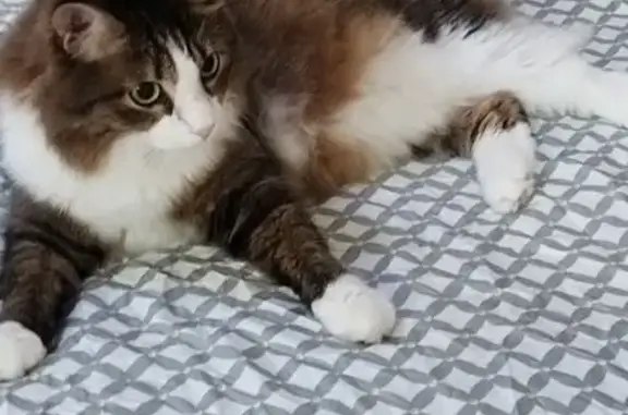 Кошки потеряшки, Абакан, фото: Потеряшка кошка, ул. Крылова, 85, Абакан