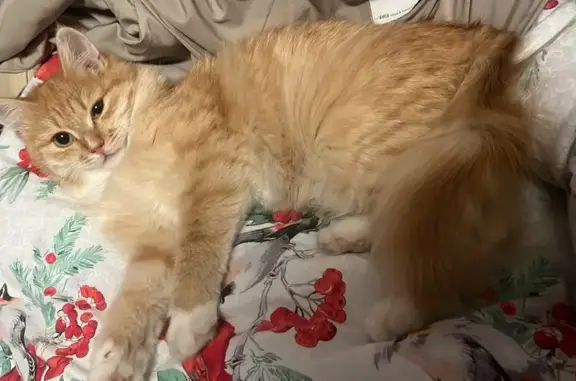 Кошки потеряшки, Москва, фото: Потеряшка котенок, Боровское ш., 46, Москва