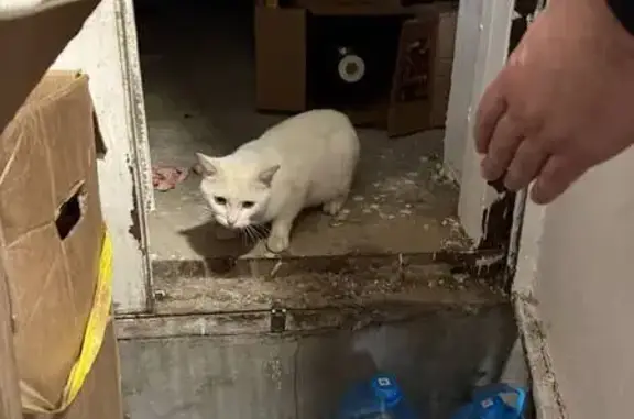 Найдена кошка, Москва, фото: Кот найден у 1-й Останкинской, 19/1