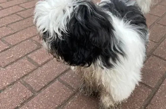 Найдена собака, Орёл, фото: Найдена собака, Левый Берег р. Орлик, Орёл