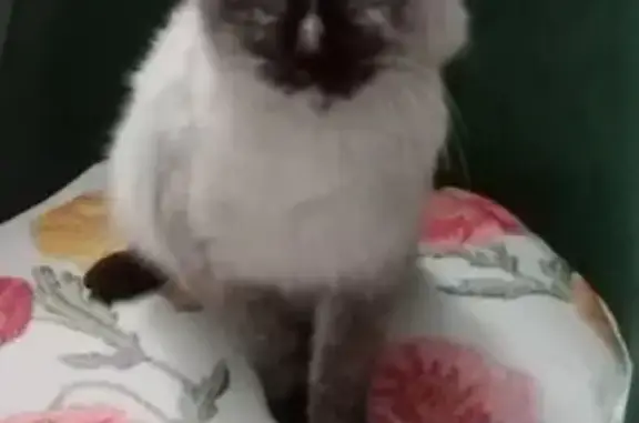 Пропала кошка Симба, ул. Ленина, Отрадное