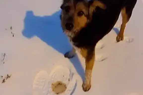 Найдена собака, Крутые Выселки, фото: Найдена собака в Крутых Выселках, Тамбовская область