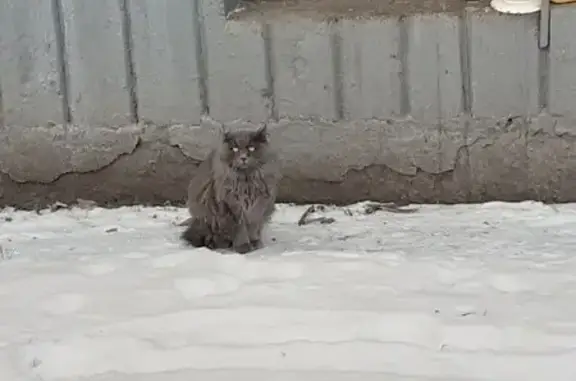 Найдена кошка, Челябинск, фото: Найдена кошка, ул. Молодогвардейцев, Челябинск