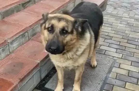 Пропала овчарка Дора, Проспект Победы 58