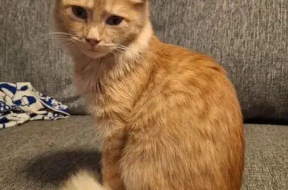 Кошка найдена, Уфа, ул. 50 лет СССР