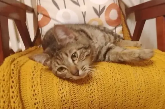 Кошки потеряшки, Псков, фото: Потеряшка кошка, ул. Кислякова, Псков