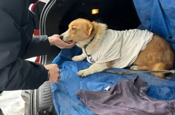 Пропала собака, Фонтанная ул, 7, Засечное