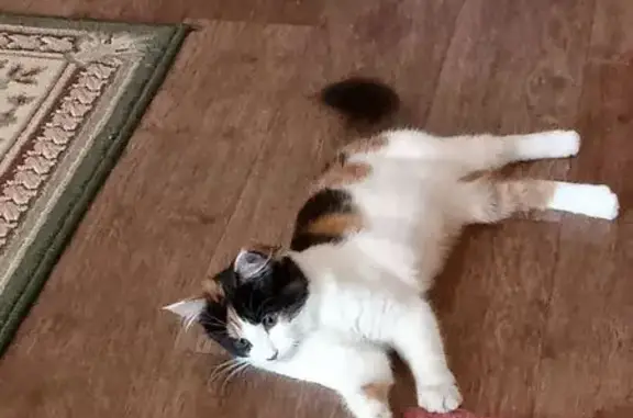 Пропала кошка, Никольский пер., Солнечногорск