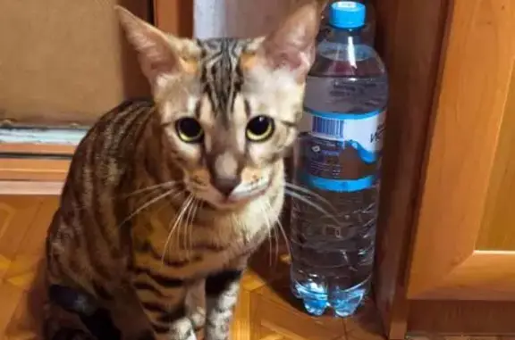 Бенгальская кошка найдена, Гусева 12, Тверь