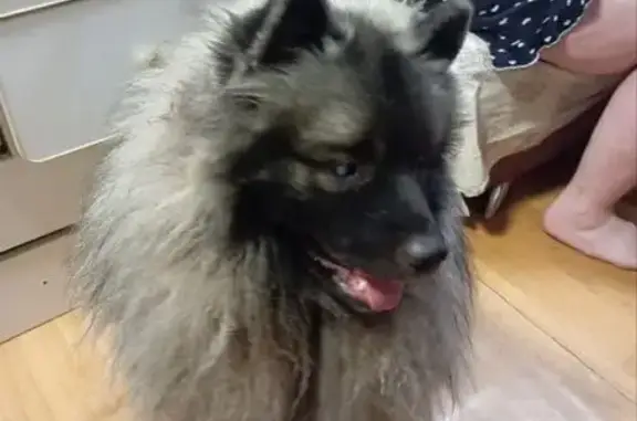 Пропала собака, Премудрова 10 к5, НН