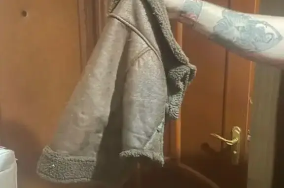 Найдена собака, Курск, фото: Собака найдена на Веспремской, Курск