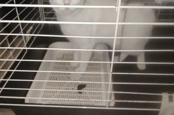 Кошка найдена, ул. Ивана Черных 109/4